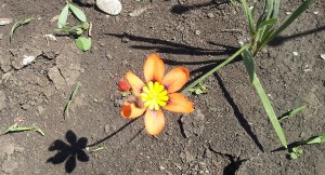 floare_portocalie2