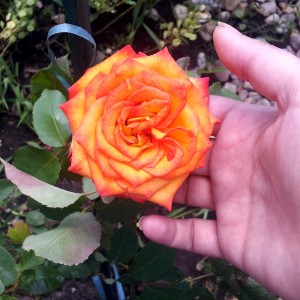 trandafir_portocaliu_noi