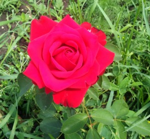 trandafir_rosu2